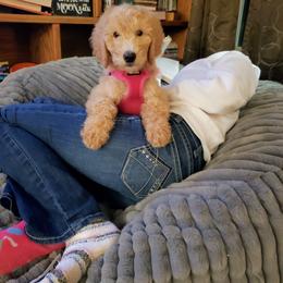 Goldendoodle Puppies from Golden Valley Doodles