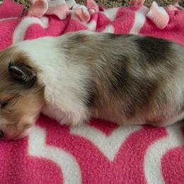 Indy - Sable merle and white female Shetland Sheepdog puppy in Wapello, Iowa from Willow Rayne shelties and more