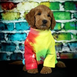 Goldendoodle Puppies from Loving Hearts Goldendoodles