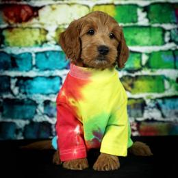Goldendoodle Puppies from Loving Hearts Goldendoodles