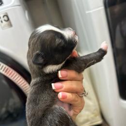 Black star - Black parti male Pomeranian puppy in Mc Farland, California from O.M.G_POMS