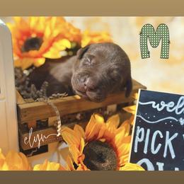 Green Male - Chocolate male Labrador Retriever puppy in Carrollton, Virginia from Southern Heritage Retrievers