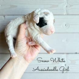 Snow White - Red merle female Aussiedoodle puppy in Grove, Oklahoma from Guinn Family Farms