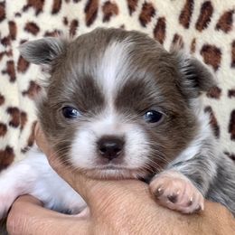 Chihuahua Puppies from ChiWowTown Chihuahuas