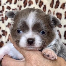 Chihuahua Puppies from ChiWowTown Chihuahuas