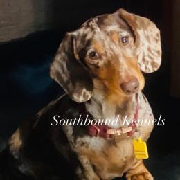 Vessel - Dachshund