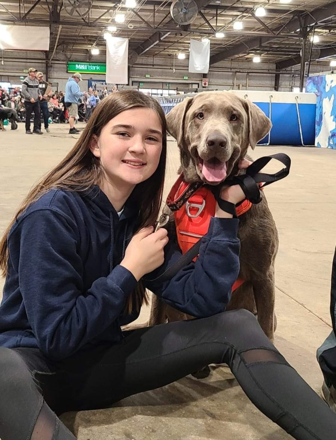 Dilute Retriever and Labrador Retriever All Grown Up from Southernend Silvers