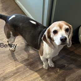 Benny - Beagle
