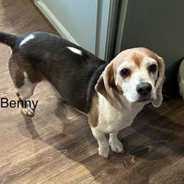 Benny - Beagle