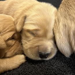 Ranger - Golden male Golden Retriever puppy in Blackfoot, Idaho from Ivy’s Goldens