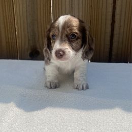 Bamm-Bamm - Dapple male Dachshund puppy in Goodyear, Arizona from SND Dachshunds