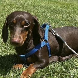 Pickles - Dachshund