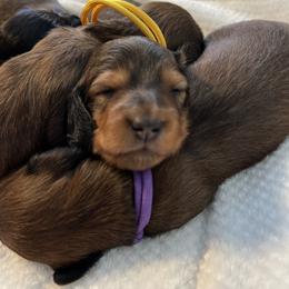 Dachshund Puppies from Miniature Dreams Dachshunds