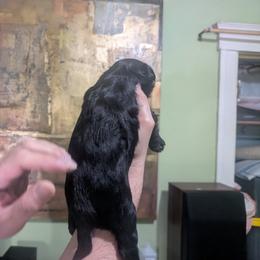 DaoDog Piter The Great - Black and white male Chinese Crested puppy in Highland Park, Michigan from Family Kennel Dao Dog