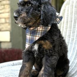Poodles from MCB Puppies