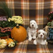 Clumber Spaniel Puppies from Lemontree Clumbers