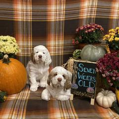 Clumber Spaniel Puppies from Lemontree Clumbers