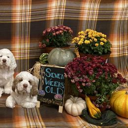 Clumber Spaniel Puppies from Lemontree Clumbers