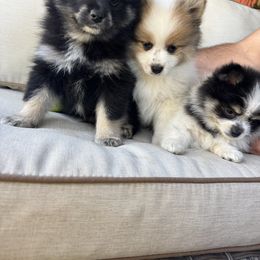 Pomeranian puppies from Pomni Poms