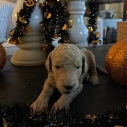 Goldendoodle Puppies from Da Ruba Doodles