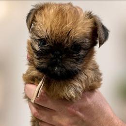 Charity - Red female Brussels Griffon puppy in Columbus, Ohio from Last Knight and Greyhawk Kennels