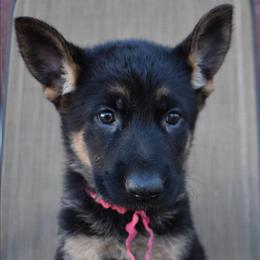Pink Girl - Black and tan female German Shepherd puppy in Grants Pass, Oregon from Granville German Shepherds