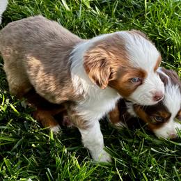 Red merle female - Red merle female Miniature Australian Shepherd puppy in Parma, Idaho from Arena Valley Acres