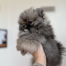 Honeybee AKC - Orange sable female Pomeranian puppy in Las Vegas, Nevada from POMS USA