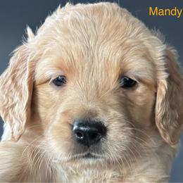 Mandy - Golden female Golden Retriever puppy in Vail, Arizona from Retrievers Gold AZ