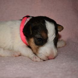 Sophie - White black and tan female Wire Fox Terrier puppy in Draper, Virginia from Shady Oaks WFT