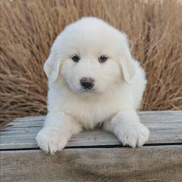 Girl 6 Lilac - White female Great Pyrenees puppy in Yakima, Washington from Naches Heights Ranch