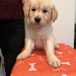 Girl 4 - Golden Retriever puppy in Ocala, Florida from Rosebud Goldens