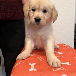 Girl 4 - Golden Retriever puppy in Ocala, Florida from Rosebud Goldens