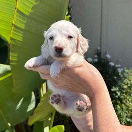 Prince Henery green Collar cream - Cream male Dachshund puppy in El Cajon, California from Lisa Buxton
