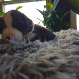 Tundra (Red boy) - Red tri-color male Miniature American Shepherd puppy in Griswold, Connecticut from Flatrock's Mini American Shepherd's
