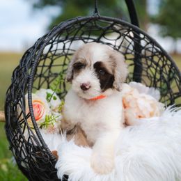 Bordoodle Puppies from 2J 2K Bordoodles