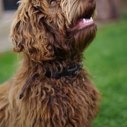 Aussiedoodle All Grown Up from Nellie’s AussieDoodles