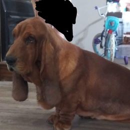Rusty - Basset Hound