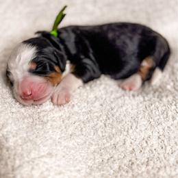 Vinson - Tri-color male Bernedoodle puppy in Ammon, Idaho from Little Stone Bernedoodles