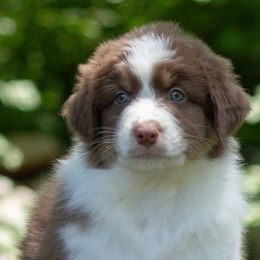 Brennan- sold - Red tri-color male Australian Shepherd puppy in Brimfield, Massachusetts from Alias Australian Shepherds