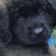 Leonbergers from von Alpensee Leonbergers