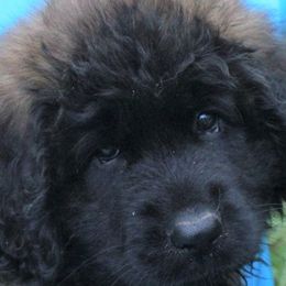 Leonbergers from von Alpensee Leonbergers