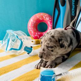 Imogen - Merle female Great Dane puppy in Kalamazoo, Michigan from Beaver Creek Danes
