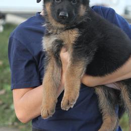German Shepherd Puppies from Valiant Shepherds