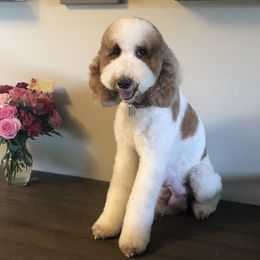 Gemma - Goldendoodle