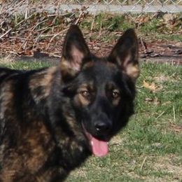 Cora - German Shepherd