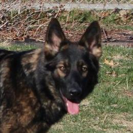 Cora - German Shepherd