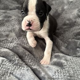 Kylo - Brindle male Boxer puppy in Ocala, Florida from Bowers Boxers