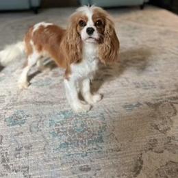 Anna May - Cavalier King Charles Spaniel