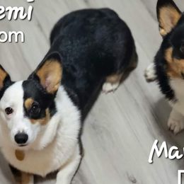 Remi - Pembroke Welsh Corgi